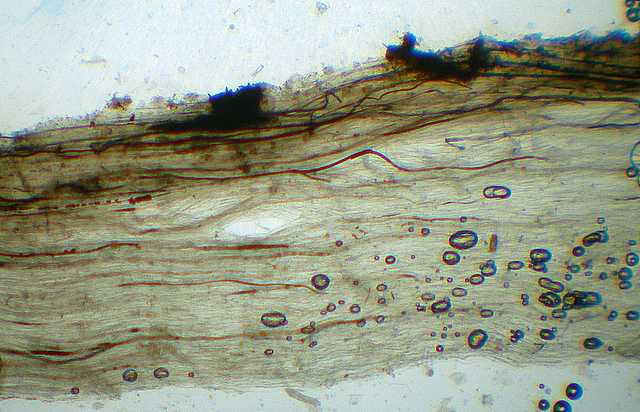 Hydropus atramentosus     (Kalchbr.)    Kotl. & Pouzar